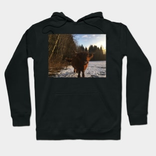 Scottish Highland Cattle Cow 2236 Hoodie